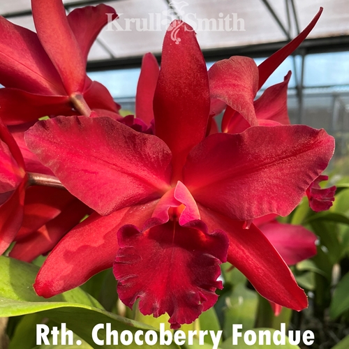 Rth. Chocoberry Fondue
