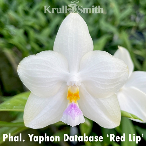 Phal. Yaphon Database 'Red Lip'