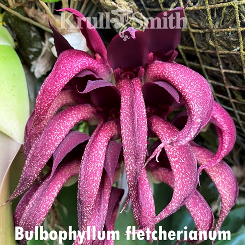 Bulb. fletcherianum