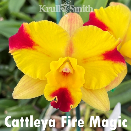 Cattleya Fire Magic