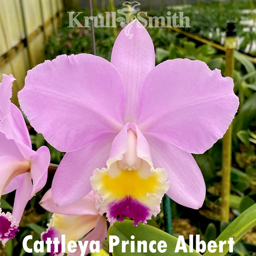 Cattleya Prince Albert