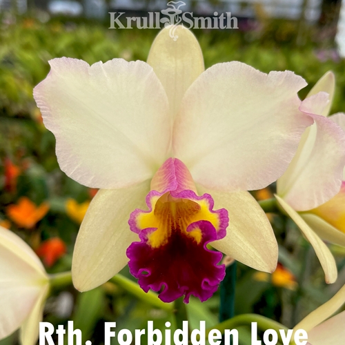 Rth. Forbidden Love
