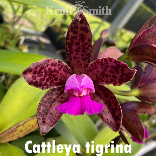 Cattleya tigrina ('Paul' AM/AOS x 'SVO Dark Wonder')