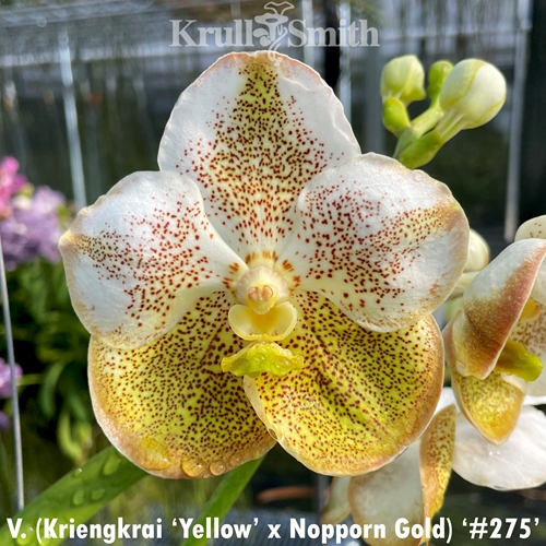 Vanda (Kriengkrai 'Yellow' x Nopporn Gold) '#275'