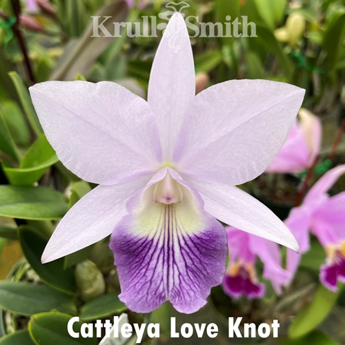 Cattleya Love Knot f. coerulea