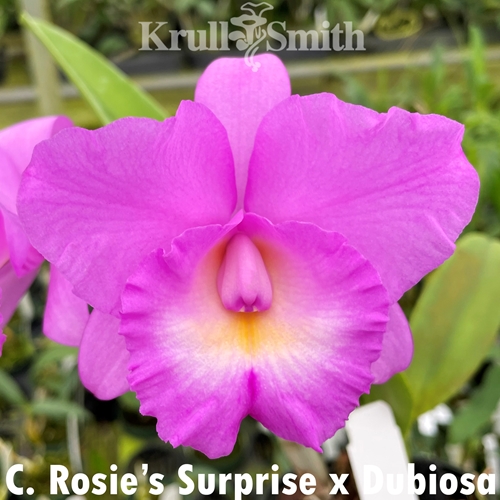 Cattleya Rosie's Surprise x Dubiosa
