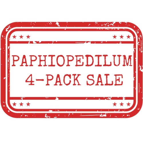 *Paphiopedilum 4-Pack*