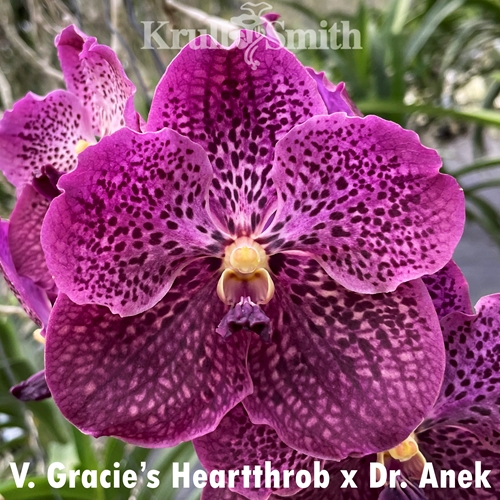 Vanda Gracie's Hearththrob x Dr. Anek