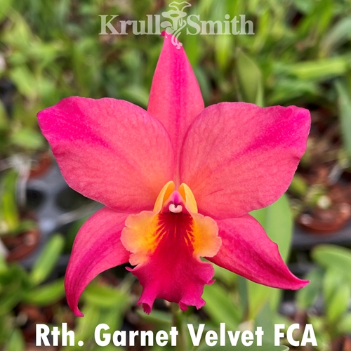 Rth. Garnet Velvet FCA