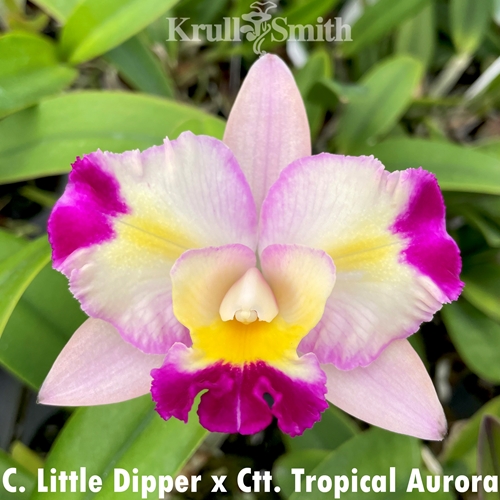 C. Little Dipper x Ctt. Tropical Aurora