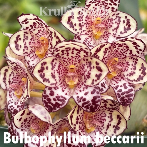 Bulbophyllum virescens x Bulb. kubahense Parent 2