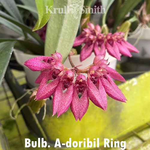 Bulbophyllum A-doribil Ring