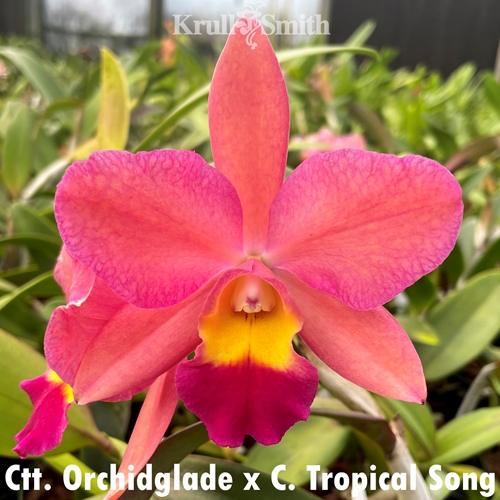 Ctt. Orchidglade x C. Tropical Song Parent 1