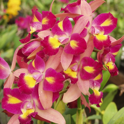 Ctt. Orchidglade x C. Tropical Song Parent 2