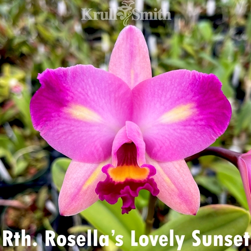 Rth. Rosella's Lovely Sunset