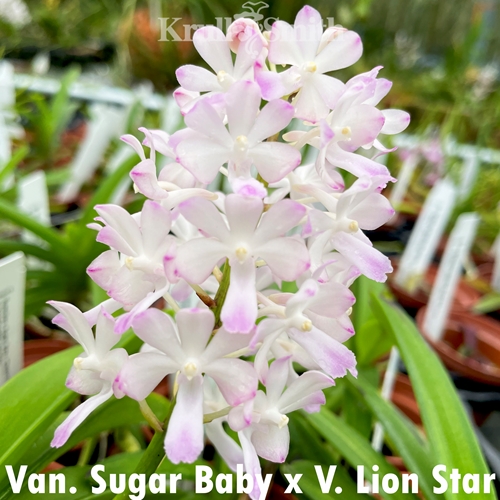 Van. Sugar Baby x V. Lion Star