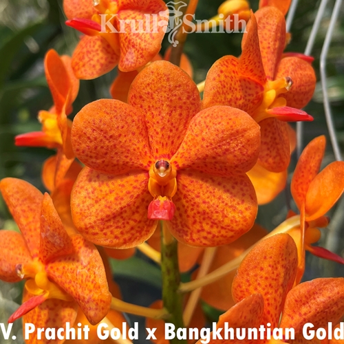 Vanda Prachit Gold x Bangkhuntian Gold