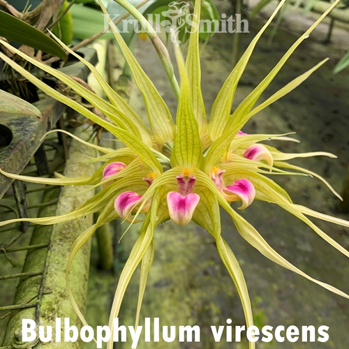 Bulbophyllum virescens x reticulatum Parent 1