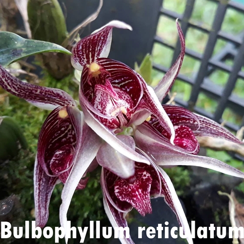 Bulbophyllum virescens x reticulatum Parent 2