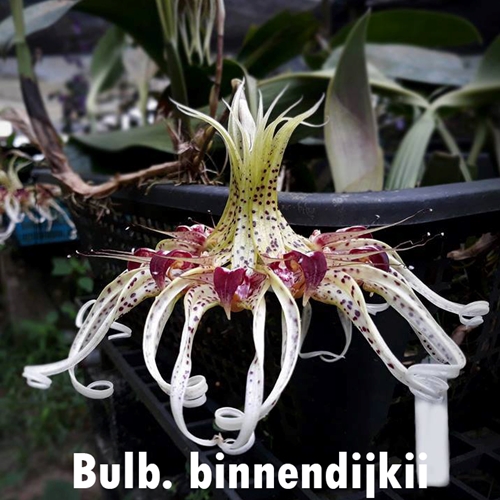 Bulbophyllum binnendijkii x foetidum Hybrid
