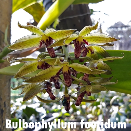 Bulbophyllum binnendijkii x foetidum Parent 2