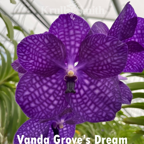 Vanda Grove's Dream