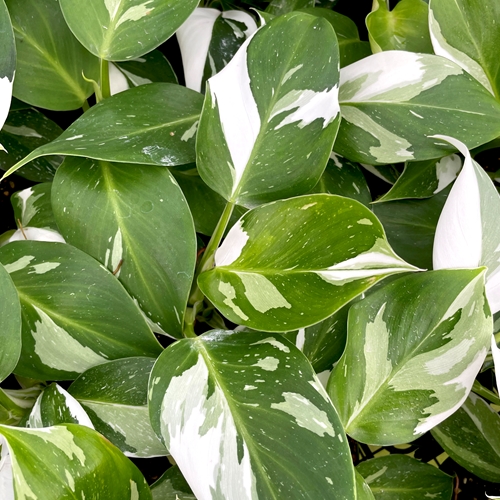 Philodendron White Wizard