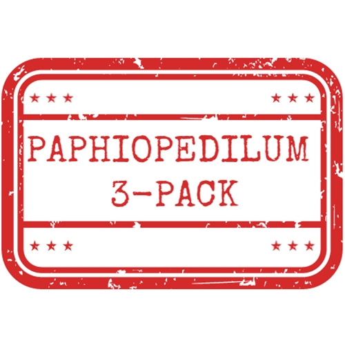 *Paphiopedilum Jumbo 3-Pack*