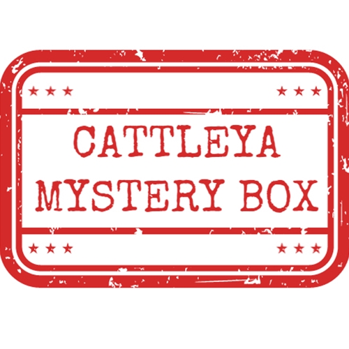 *Cattleya Mystery Box*