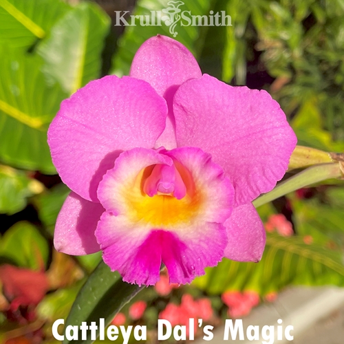 Cattleya Dal's Magic