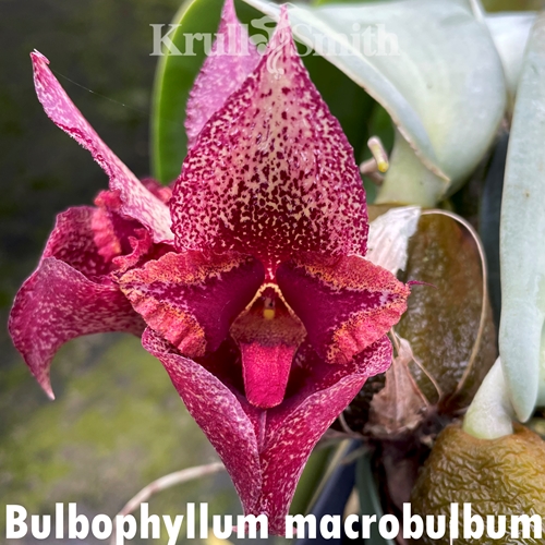 Seedling Parent B Bulbophyllum frostii x macrobulbum