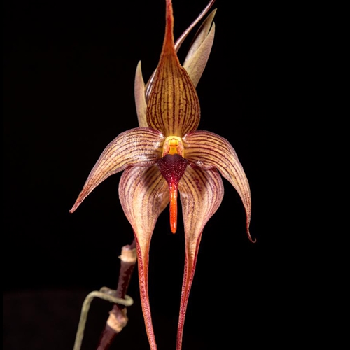 Seedling Parent B Bulbophyllum echinolabium x Lindsey Paris
