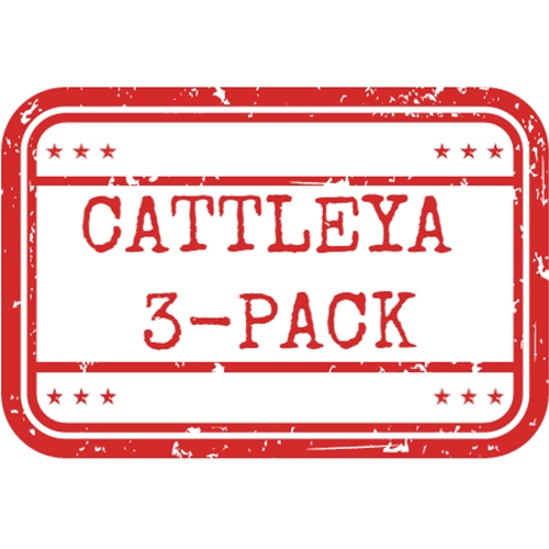 *Cattleya 3-Pack*