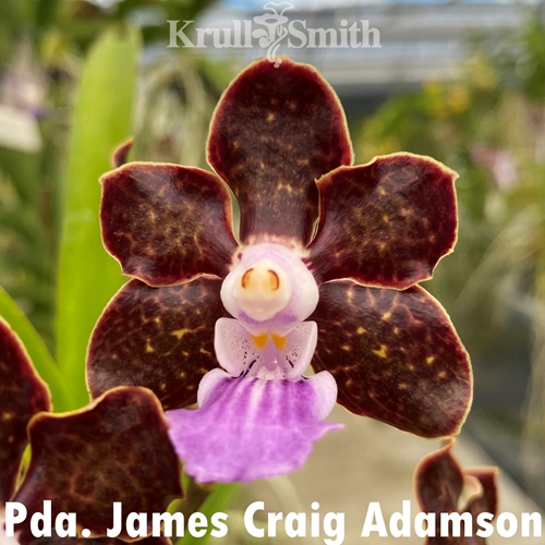 Pda. James Craig Adamson x Vanda lombokensis (Dug Ups) Hybrid