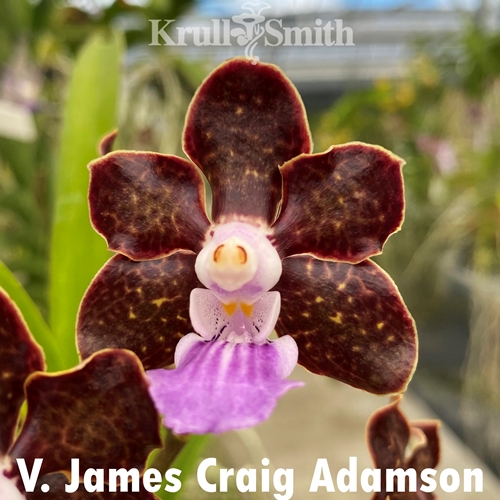 Pda. James Craig Adamson x Vanda lombokensis (Dug Ups) Parent 1
