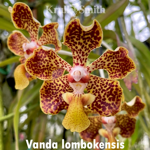 Seedling Parent B Vanda Fulford's Gold x Vanda lombokensis (Dug Ups)