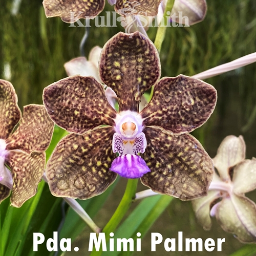 Pda. Mimi Palmer x Motes Purple Haze (Dug Ups) Parent 1