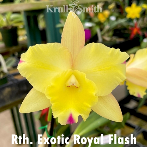 Rth. Exotic Royal Flash