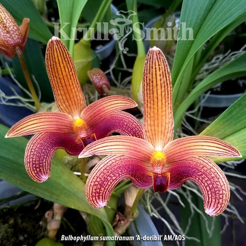 Bulbophyllum sumatranum 'A-doribil' AM/AOS
