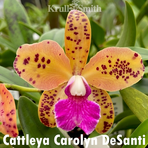 Cattleya Carolyn DeSanti