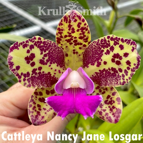 Cattleya Nancy Jane Losgar