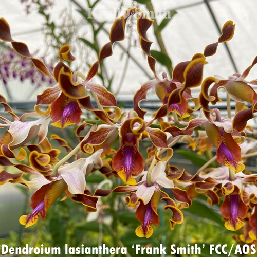 Dendrobium lasianthera ('Frank Smith' FCC/AOS x 'Crystelle' AM/AOS)