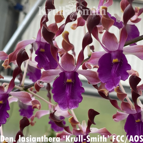 Dendrobium lasianthera ('Krull-Smith' FCC/AOS x 'Krull's Twisted Sister' AM/AOS)