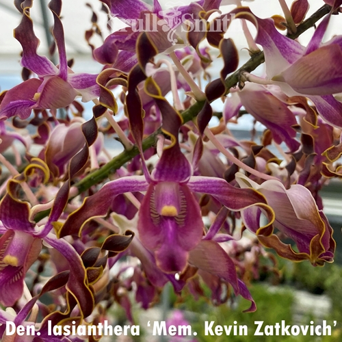 Dendrobium lasianthera ('Mem. Kevin Zatkovich' x 'Krull-Smith' FCC/AOS) Parent 1