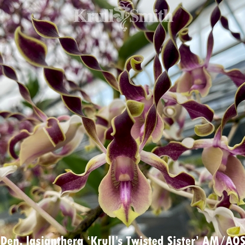 Dendrobium lasianthera ('Krull's Twisted Sister' AM/AOS x 'Krull-Smith' FCC/AOS) Parent 1