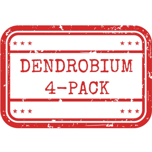 *Dendrobium 4-Pack*