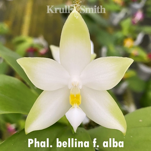 Phalaenopsis bellina f. alba