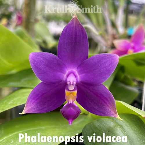 Phalaenopsis violacea f. coerulea