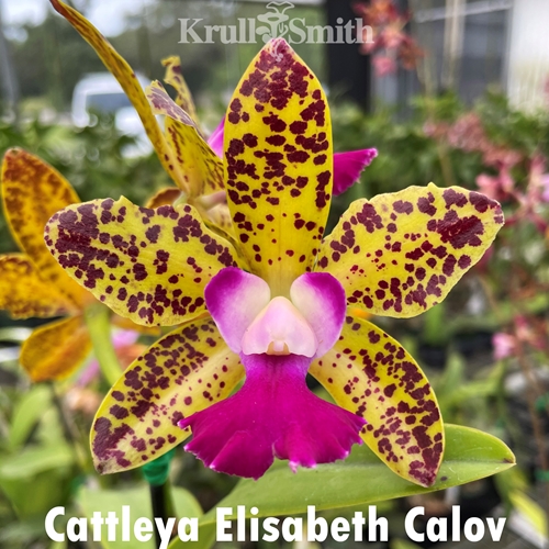 Cattleya Elisabeth Calov