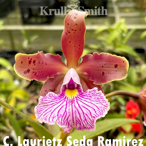 Cattleya Laurietz Seda Ramirez